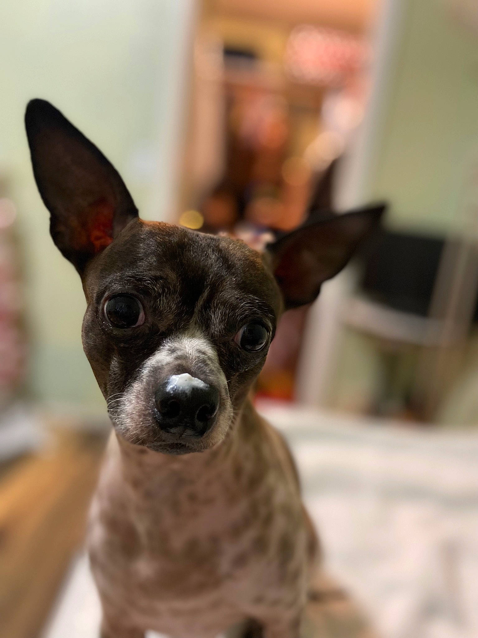 Leche is registered to the contest to win money with this photo: ancient_dog_breeds, canidae, carnivore, chihuahua, collar, companion_dog, dog, dog_breed, ear, fawn, fur, non_sporting_group, puppy, snout, sporting_group, terrestrial_animal, toy_dog, whiskers, working_animal