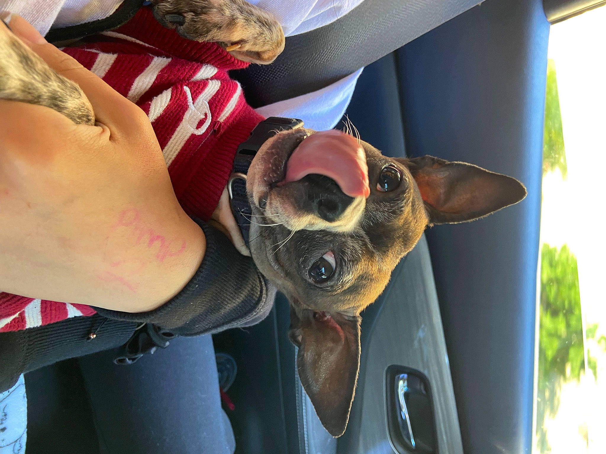 Leche is registered to the contest to win money with this photo: canidae, carnivore, collar, comfort, companion_dog, dog, dog_breed, dog_collar, dog_supply, ear, eyewear, fashion_accessory, fawn, gesture, goggles, hat, personal_protective_equipment, sunglasses, vision_care, working_animal