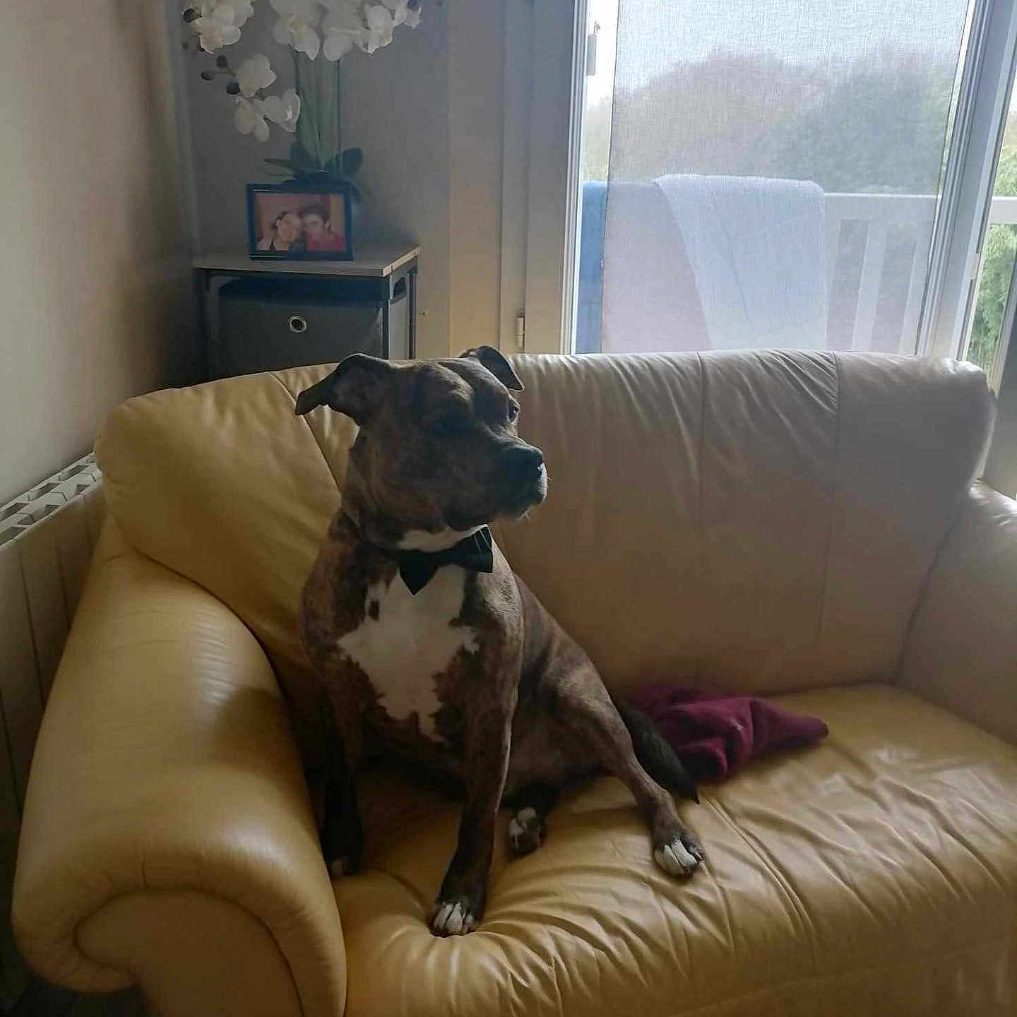 Tayson participe au concours pour gagner de l'argent avec cette photo : dog, bow_tie, couch, leather, living_room, window, vase, flowers, table, photo_frame, indoor, pet, furniture, seated, relaxed, daylight, home_decor, curtains, brown, white