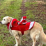 Maya participe au concours pour gagner de l'argent avec cette photo : animal, canine, christmas, decoration, dog, festive, fur, golden_retriever, grass, holiday, leaf_litter, nature, outdoor, path, pet, red_clothing, santa_costume, standing, toy, winter