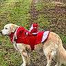animal, canine, christmas, decoration, dog, festive, fur, golden_retriever, grass, holiday, leaf_litter, nature, outdoor, path, pet, red_clothing, santa_costume, standing, toy, winter