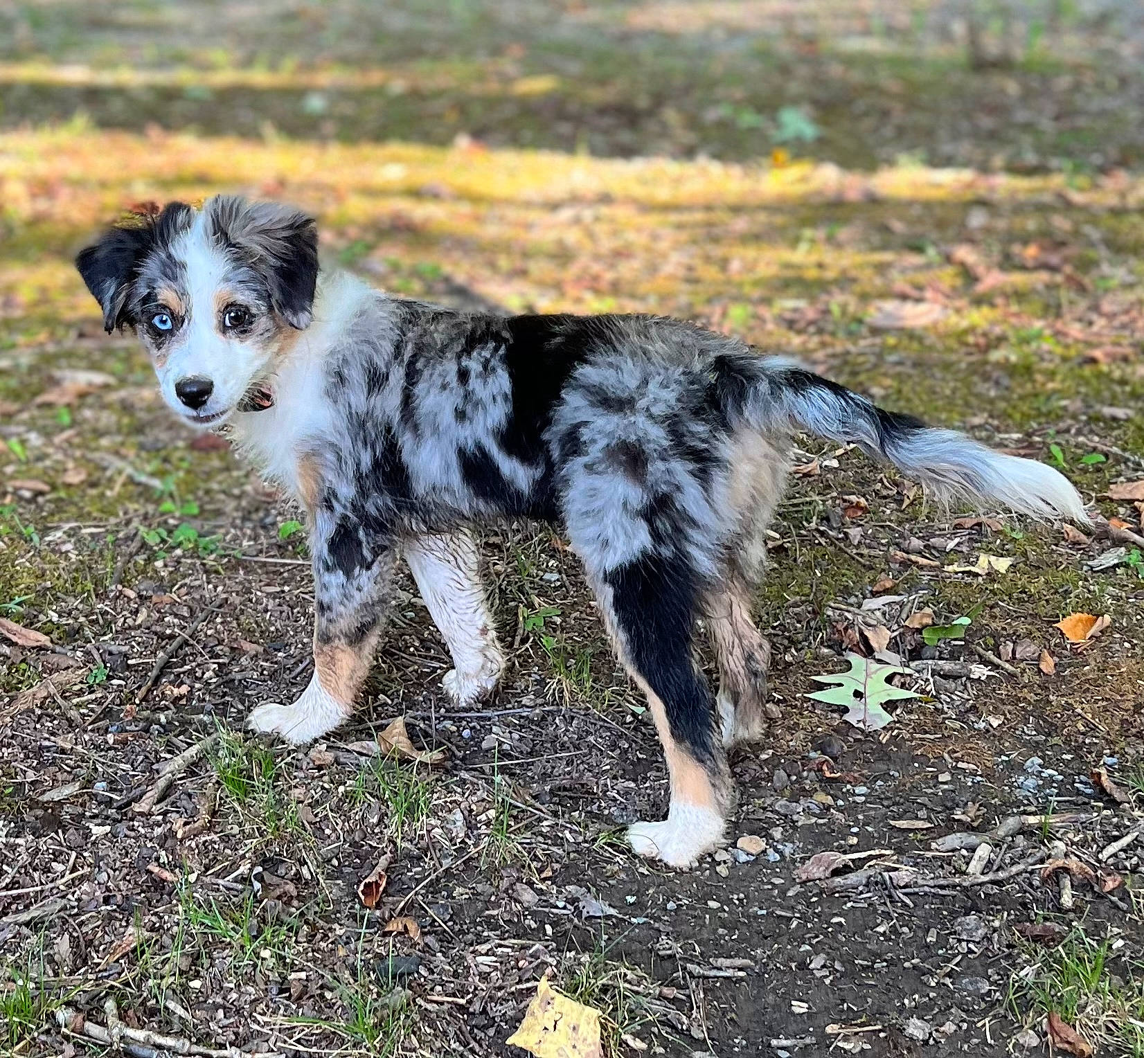 Ruger joined the competition — help win amazing prizes! australian_collie, australian_shepherd, carnivore, companion_dog, dog, dog_breed, fur, grass, grassland, gun_dog, herding_dog, koolie, plant, soil, sporting_group, tail, terrestrial_animal, texas_heeler, working_animal, working_dog