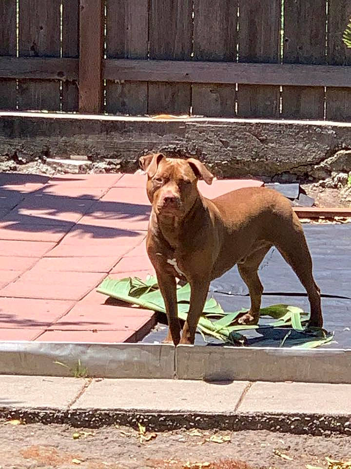 Chuy joined the competition — help win amazing prizes! canidae, carnivore, collar, companion_dog, dog, dog_breed, dog_collar, fawn, flooring, guard_dog, liver, pet_supply, road_surface, shadow, sidewalk, snout, street_dog, tail, wood, working_animal