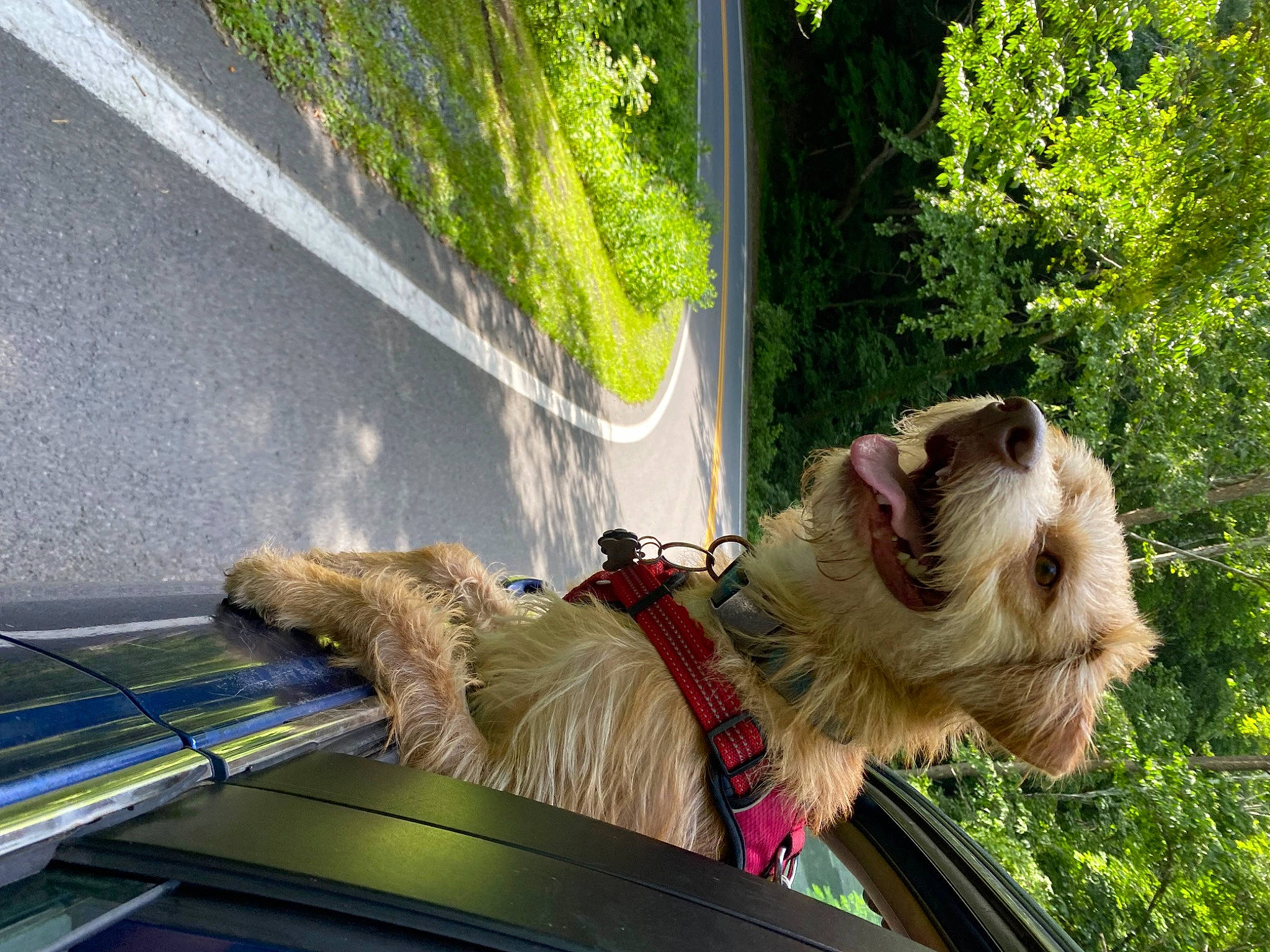 Benji joined the competition — help win amazing prizes! canidae, carnivore, collar, companion_dog, dog, dog_breed, dog_collar, fawn, glass, grass, leash, line, mammal, plant, rope, tail, tree, vertebrate, window, working_animal