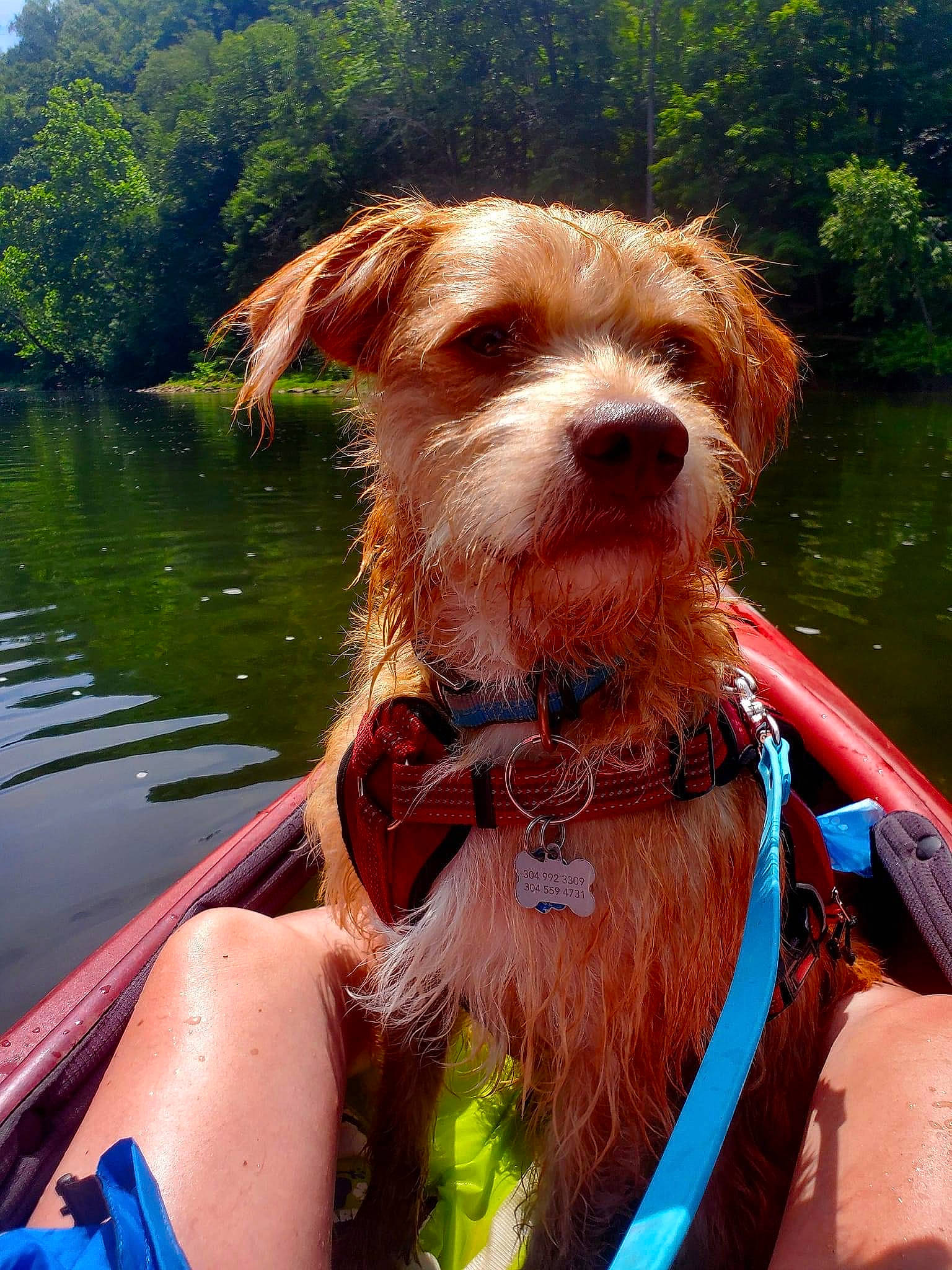 Benji is registered to the contest to win money with this photo: carnivore, collar, companion_dog, dog, dog_breed, dog_collar, dog_supply, eyewear, fawn, fun, lake, leisure, lifejacket, liver, personal_protective_equipment, snout, summer, tree, water, working_animal