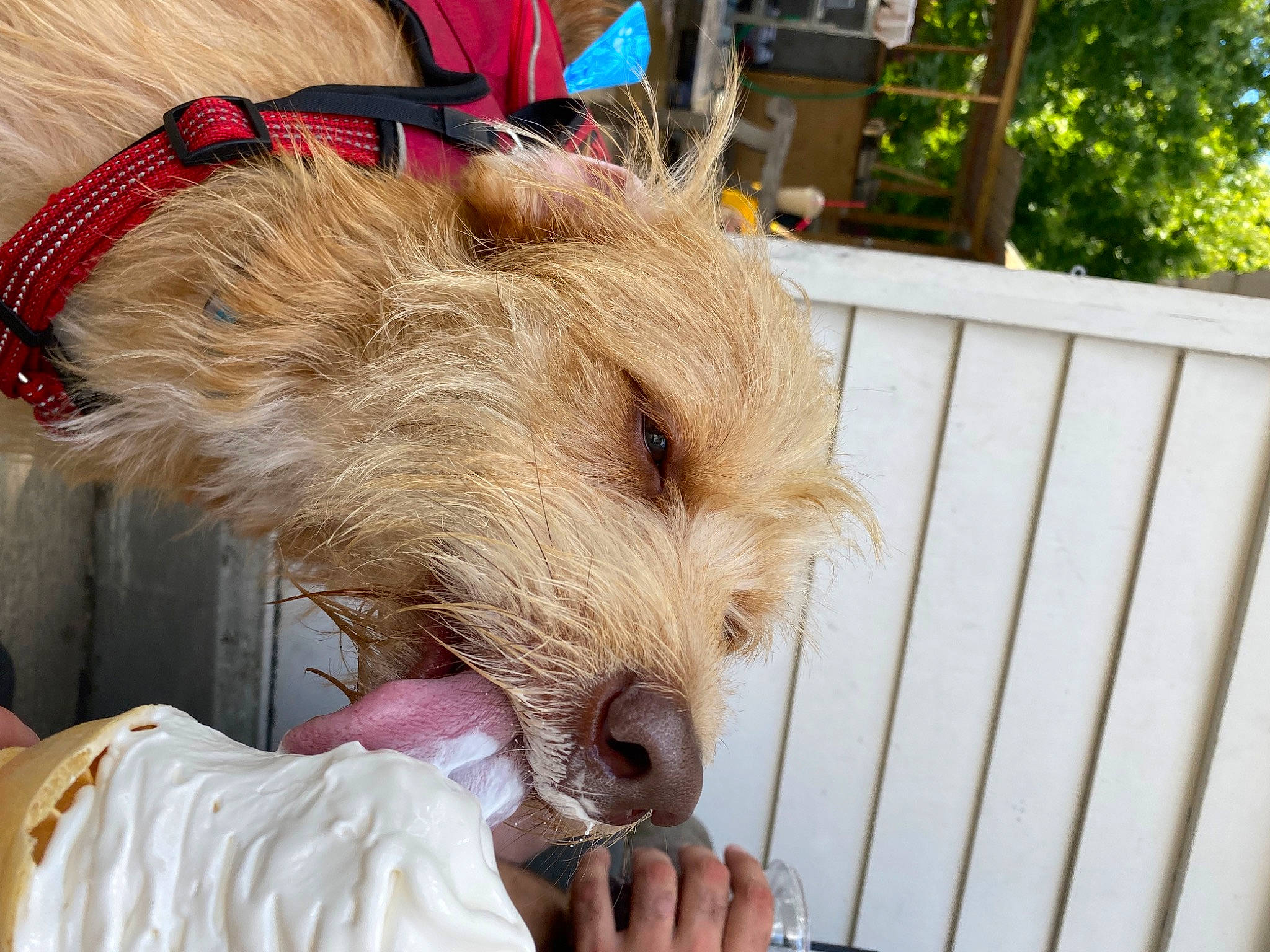 Benji is registered to the contest to win money with this photo: canidae, carnivore, companion_dog, corgi_chihuahua, dog, dog_breed, dog_supply, event, fur, liver, puppy, small_terrier, snout, sporting_group, terrier, toy_dog, wood, working_animal