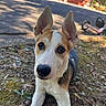 puppy, dog, outdoor, grass, ears, curious, closeup, leaf, toy, scooter, sunny, daylight, black_nose, brown_and_white, pet, young_dog, nature, background, driveway, animal