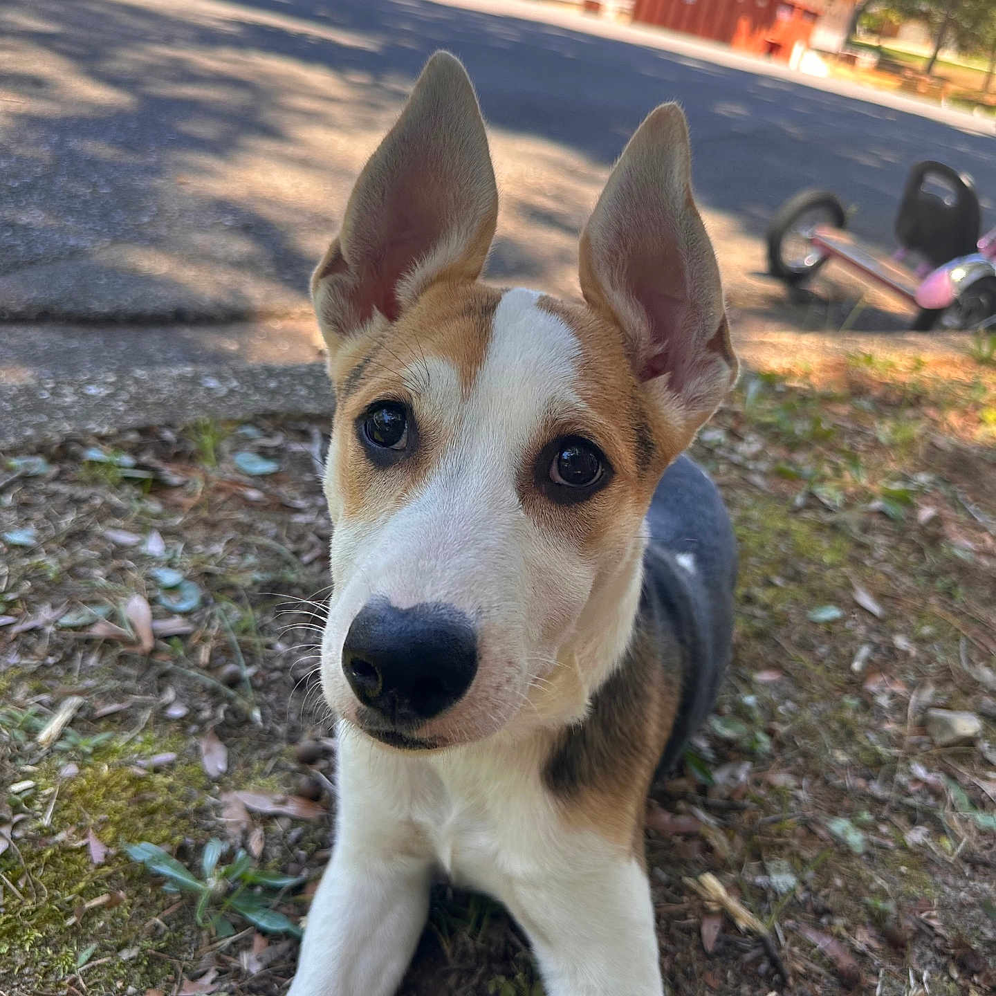 Penny joined the competition — help win amazing prizes! puppy, dog, outdoor, grass, ears, curious, closeup, leaf, toy, scooter, sunny, daylight, black_nose, brown_and_white, pet, young_dog, nature, background, driveway, animal