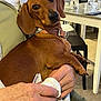 dog, dachshund, pet, animal, brown, collar, person, hand, indoor, furniture, table, chair, holding, comfort, cozy, cute, domestic, companion, resting, portrait