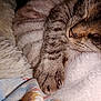 cat, sleeping, paw, claws, blanket, fur, closeup, cozy, resting, soft, domestic_animal, pet, whiskers, striped, animal, quiet, indoor, relaxed, napping, comfort