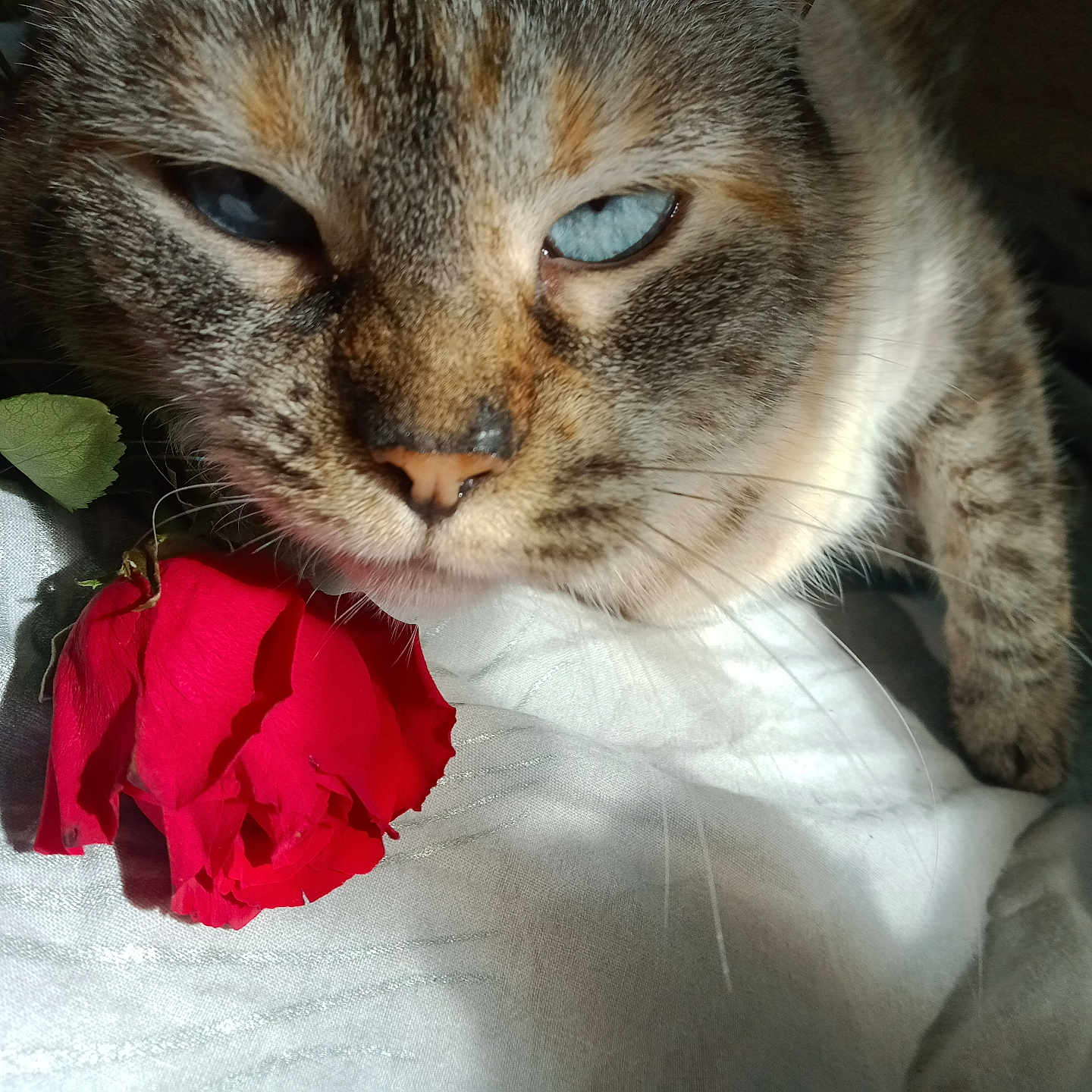 Précieuse a rejoint le concours — aidez-le/la à gagner de superbes lots ! animal, blue_eyes, cat, close_up, cozy, cute, feline, fur, indoor, leaf, nature, pet, plant, red_flower, relaxing, resting, rose, sleepy, soft_light, whiskers