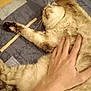 cat, pet, hand, stretching, fur, bedspread, indoor, comfort, relaxation, animal, whiskers, paw, domestic, sleepy, cozy, human, touch, resting, feline, closeup