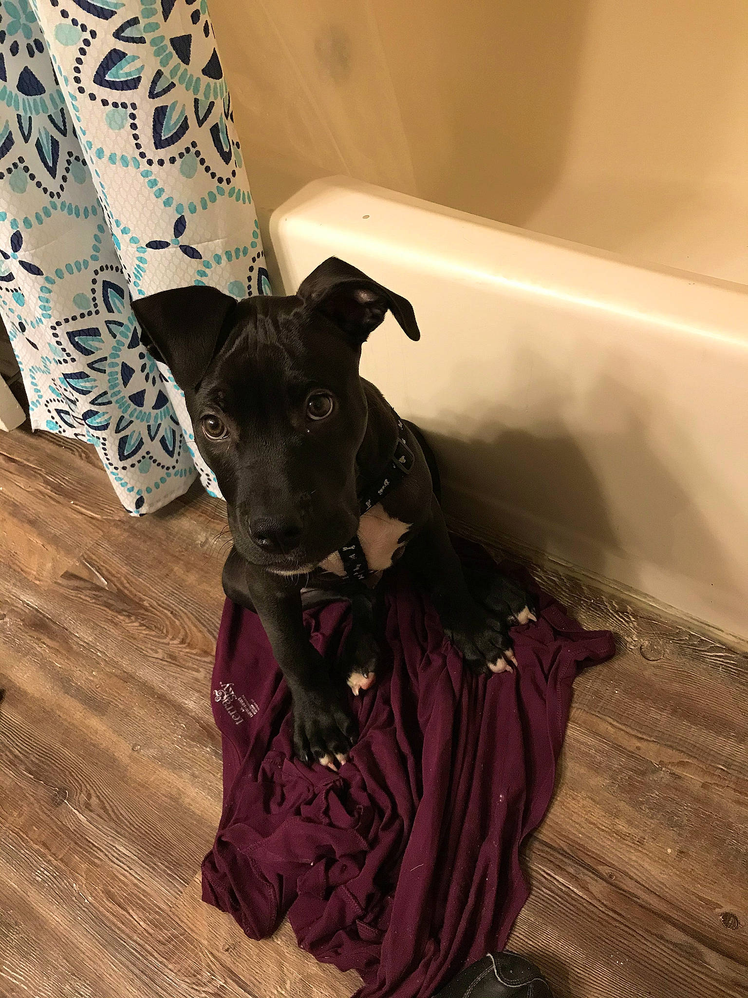 Augustus is registered to the contest to win money with this photo: bathtub, carnivore, collar, companion_dog, dog, dog_breed, dog_collar, dog_supply, fawn, floor, flooring, hardwood, laminate_flooring, magenta, pattern, purple, sleeve, toy_dog, wood, working_animal