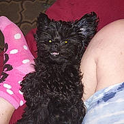 Chacalosa joined the competition — help win amazing prizes! animal, black_dog, carpet, casual_clothing, companion, cozy, cute, dog, fluffy, furniture, home, indoor, legs, pet, pink_socks, polka_dots, relaxed, shorts, smiling_dog, socks