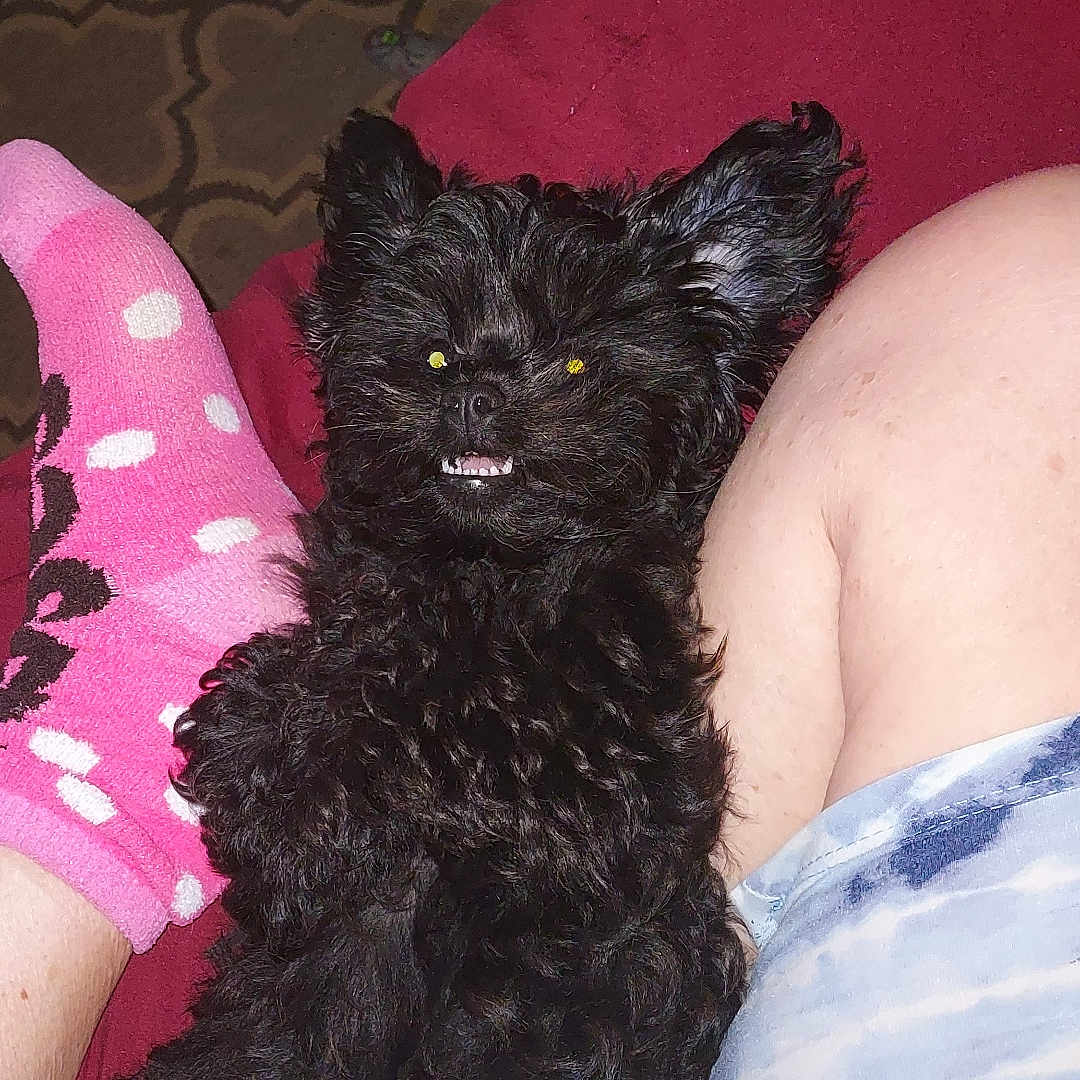 Chacalosa joined the competition — help win amazing prizes! animal, black_dog, carpet, casual_clothing, companion, cozy, cute, dog, fluffy, furniture, home, indoor, legs, pet, pink_socks, polka_dots, relaxed, shorts, smiling_dog, socks