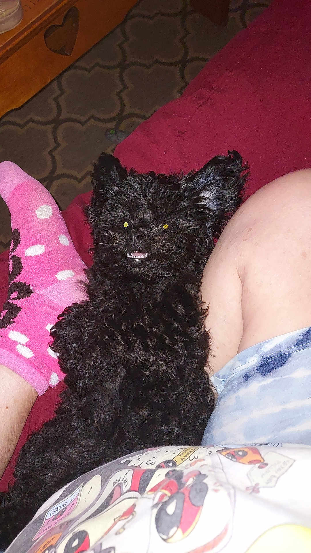 Chacalosa joined the competition — help win amazing prizes! animal, black_dog, carpet, casual_clothing, companion, cozy, cute, dog, fluffy, furniture, home, indoor, legs, pet, pink_socks, polka_dots, relaxed, shorts, smiling_dog, socks