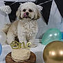 animal, balloon, birthdaycake, cake, canine, clothing, cream, dessert, dog, flower, flowerarrangement, food, hat, icing, people, person, pet, plant, sphere, whitedog