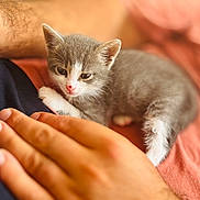 Leo participe au concours pour gagner de l'argent avec cette photo : kitten, cat, animal, pet, feline, human_hand, closeup, cozy, snuggling, soft_fur, gray_and_white, resting, warm_light, indoor, person, skin, fabric, comfort, cute, small