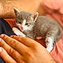 kitten, cat, animal, pet, feline, human_hand, closeup, cozy, snuggling, soft_fur, gray_and_white, resting, warm_light, indoor, person, skin, fabric, comfort, cute, small