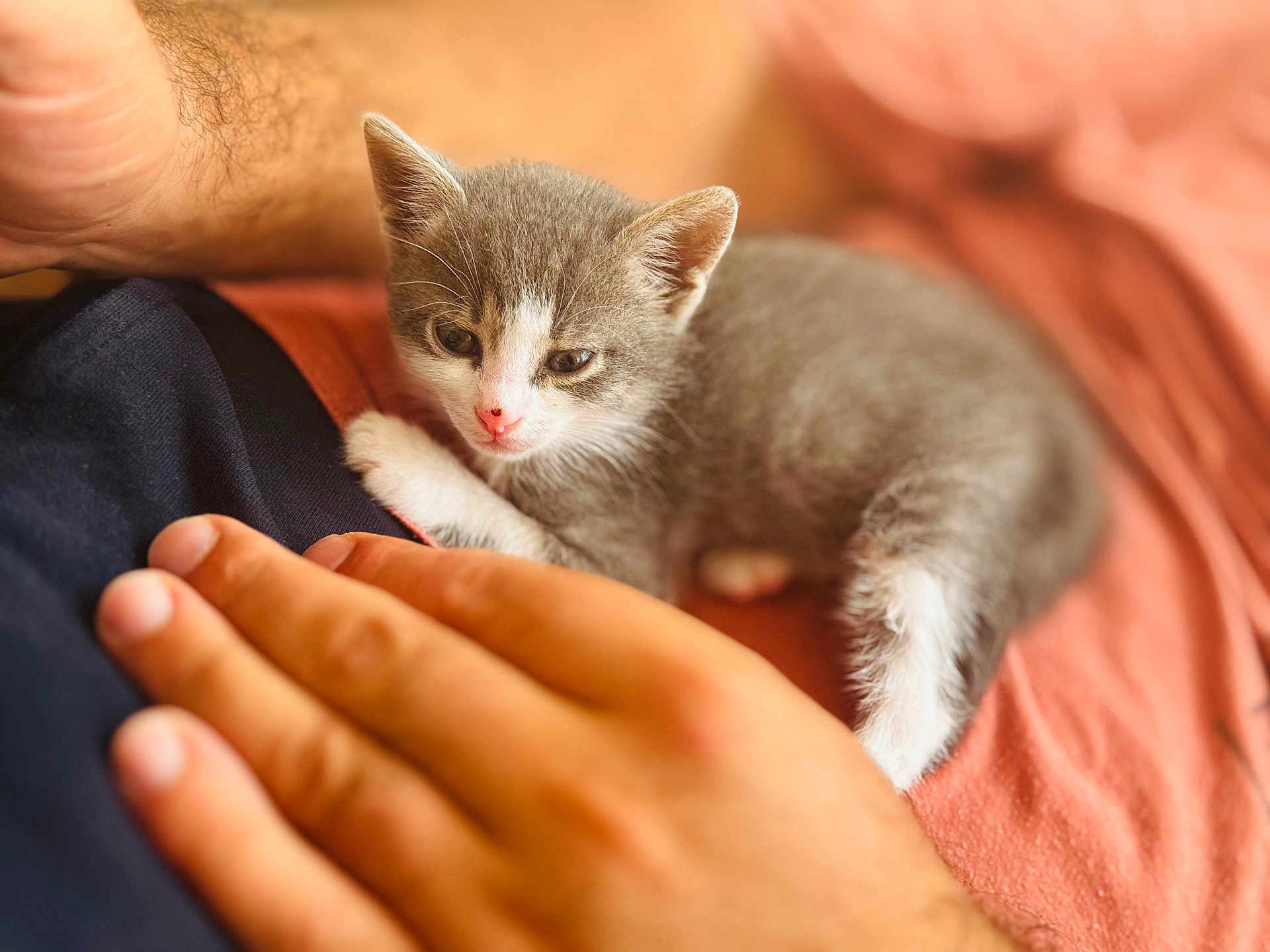 Leo participe au concours pour gagner de l'argent avec cette photo : kitten, cat, animal, pet, feline, human_hand, closeup, cozy, snuggling, soft_fur, gray_and_white, resting, warm_light, indoor, person, skin, fabric, comfort, cute, small