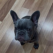 Blue joined the competition — help win amazing prizes! dog, french_bulldog, puppy, pet, ears, floor, wooden_floor, indoor, animal, cute, looking_up, canine, young, adorable, snout, fur, companion, domestic_animal, portrait, mammal