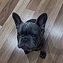 dog, french_bulldog, puppy, pet, ears, floor, wooden_floor, indoor, animal, cute, looking_up, canine, young, adorable, snout, fur, companion, domestic_animal, portrait, mammal