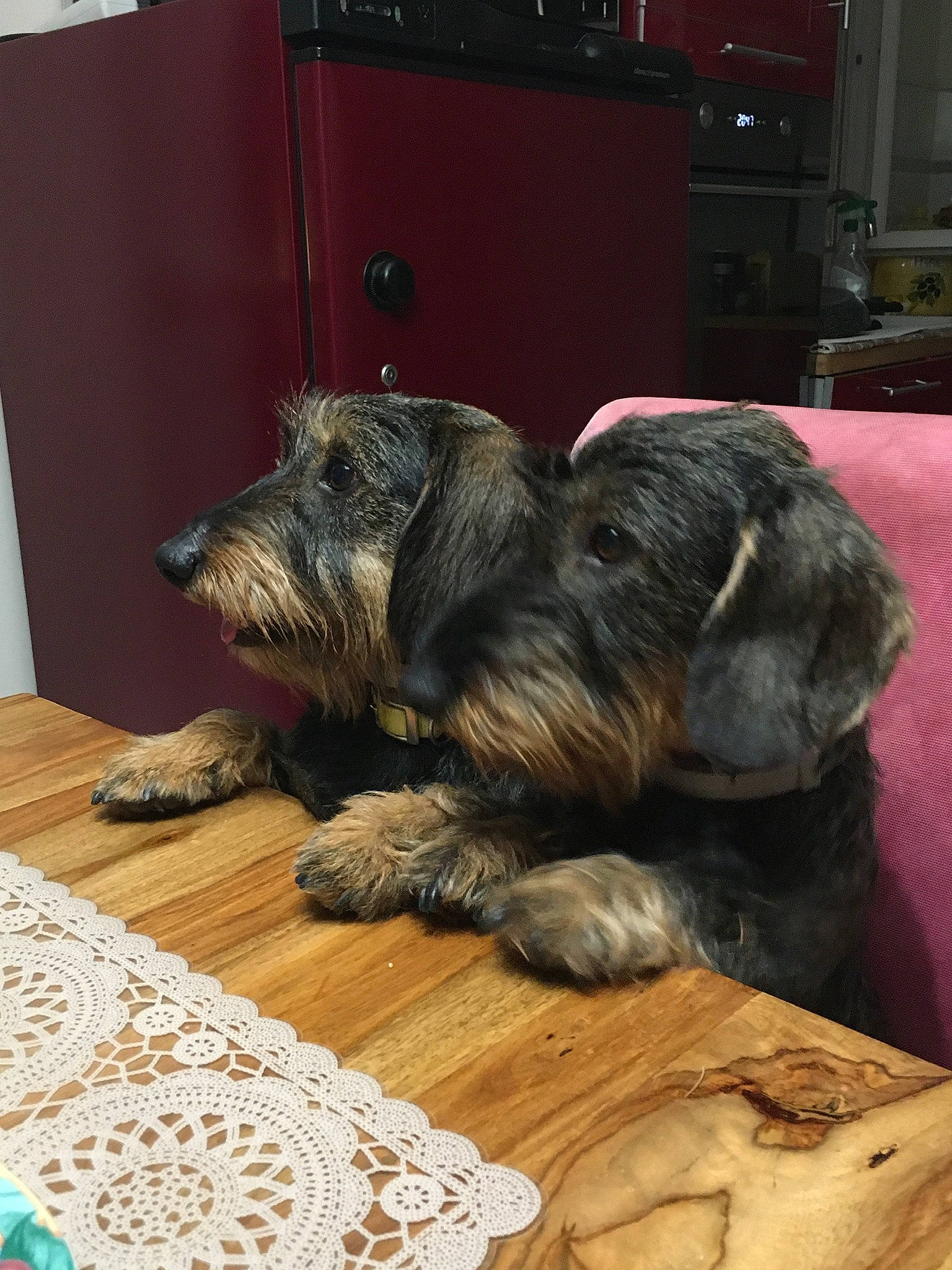 Patapouf Et Pearl participe au concours pour gagner de l'argent avec cette photo : canidae, carnivore, companion_dog, dog, dog_breed, flooring, fur, hardwood, liver, small_terrier, snout, sporting_group, terrier, wood, working_animal, working_dog, working_terrier