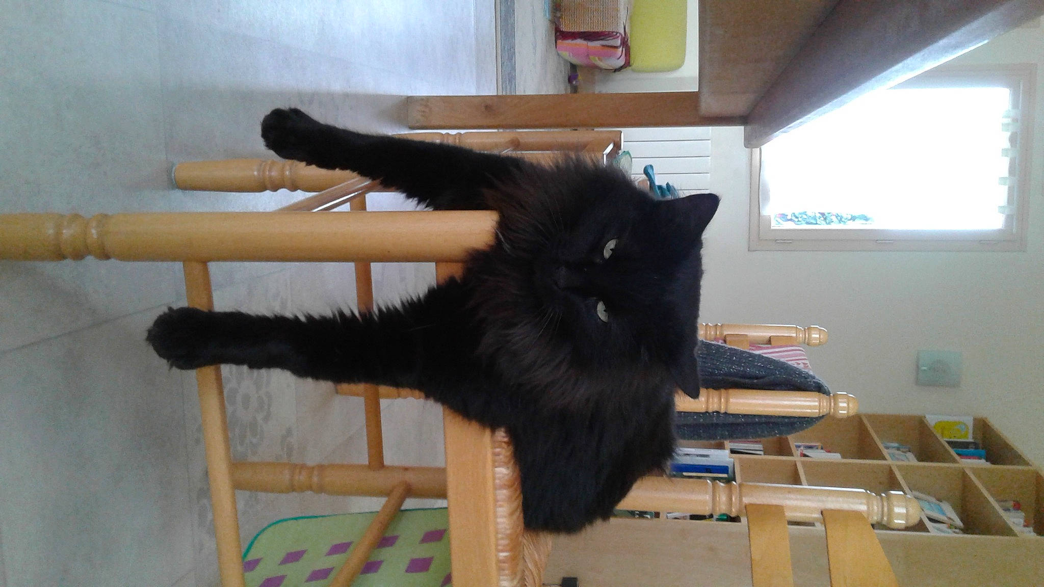 Touffu a rejoint le concours — aidez-le/la à gagner de superbes lots ! black_cat, bombay, box, cardboard, carnivore, carton, cat, daylighting, felidae, fur, shipping_box, small_to_medium_sized_cats, tail, vertebrate, whiskers, wood_stain