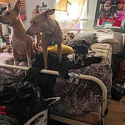 Lily joined the competition — help win amazing prizes! animal, bed, blanket, board, clutter, collar, curtain, decor, dog, floor, furniture, indoor, laundry_basket, pet, photography, pillow, puppy, room, stuffed_animal, window