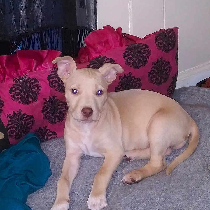 Lily is registered to the contest to win money with this photo: animal, blanket, canine, comfort, cushion, cute, dog, ears, fur, gray, home, indoor, lying_down, mammal, pet, puppy, red, resting, tail, young