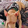 Lily is registered to the contest to win money with this photo: animal, bed, blanket, brown_dog, comfort, cozy, dog, ears, fur, green_beads, harness, indoor, pattern, paws, pet, relaxing, resting, sleeping, textile, water_bottle