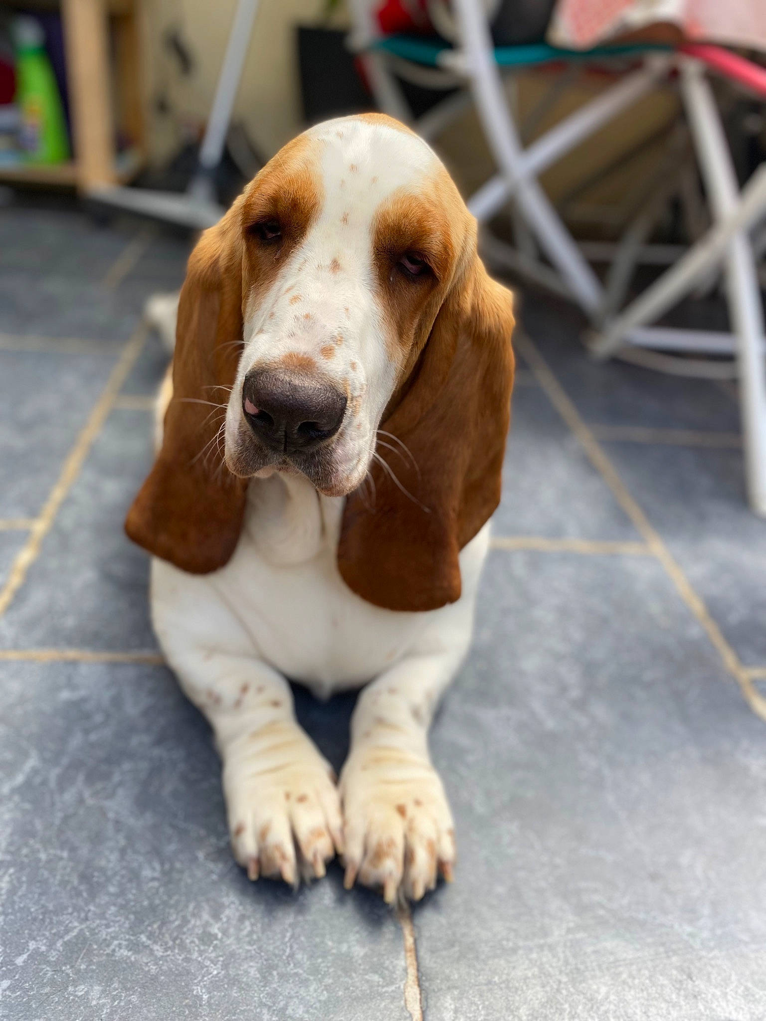 Aya participe au concours pour gagner de l'argent avec cette photo : basset_hound, canidae, carnivore, chair, companion_dog, dog, dog_breed, fawn, fur, hound, liver, scent_hound, snout, sporting_group, terrestrial_animal, whiskers, working_animal