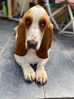 Aya participe au concours pour gagner de l'argent avec cette photo : basset_hound, canidae, carnivore, companion_dog, dog, dog_breed, hound, hunting_dog, liver, scent_hound, snout, sporting_group, terrestrial_animal, working_animal