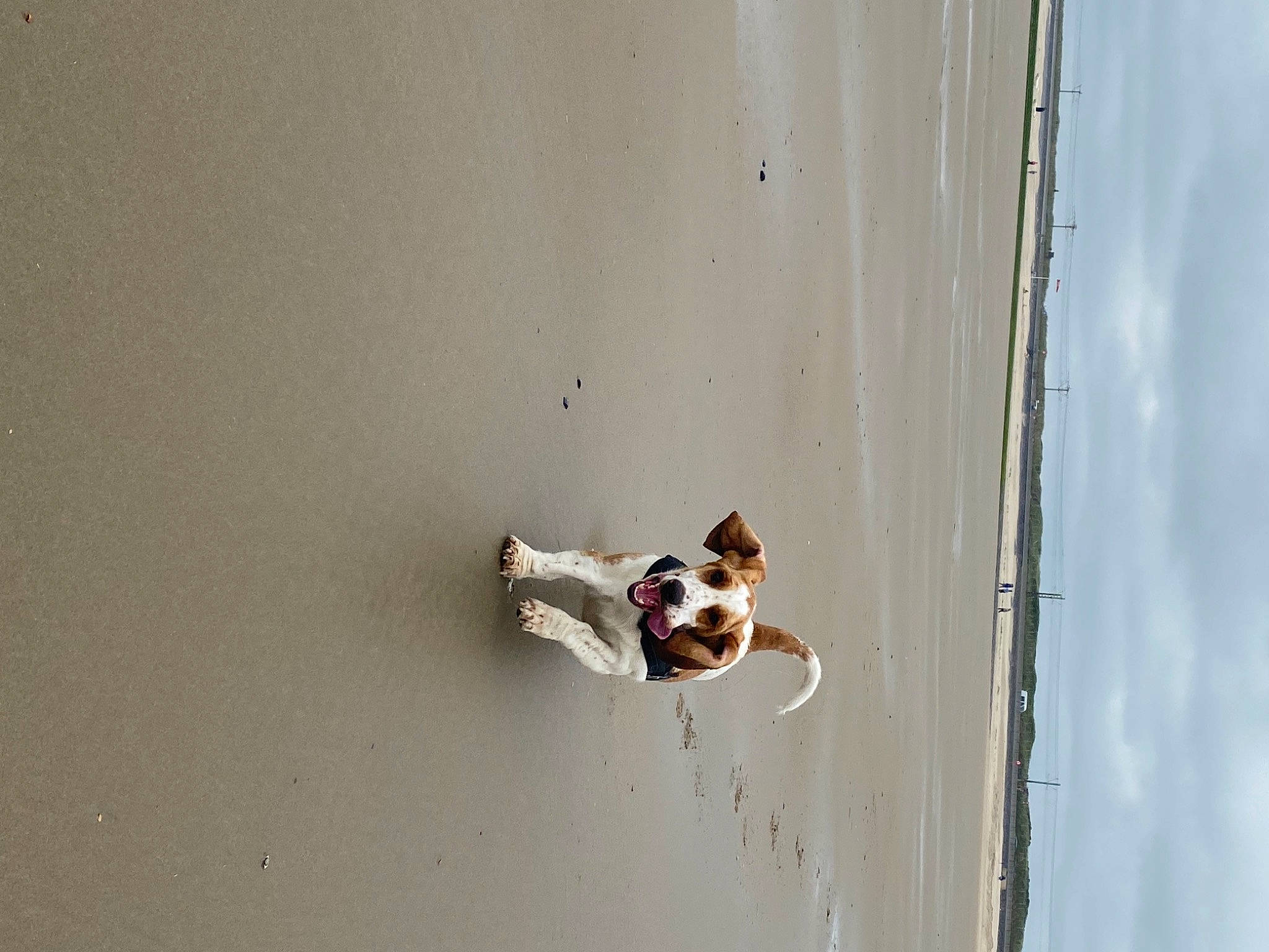 Aya participe au concours pour gagner de l'argent avec cette photo : adventure, canidae, cloud, concrete, dog, fun, recreation, reflection, room, rope, shadow, sky, sporting_group, water, window, wood