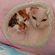Blanche participe au concours pour gagner de l'argent avec cette photo : cat, cats, feline, pet, cute, snuggling, cozy, tunnel, pink, fur, whiskers, animal, face, eyes, resting, indoor, closeup, soft, companion, curious