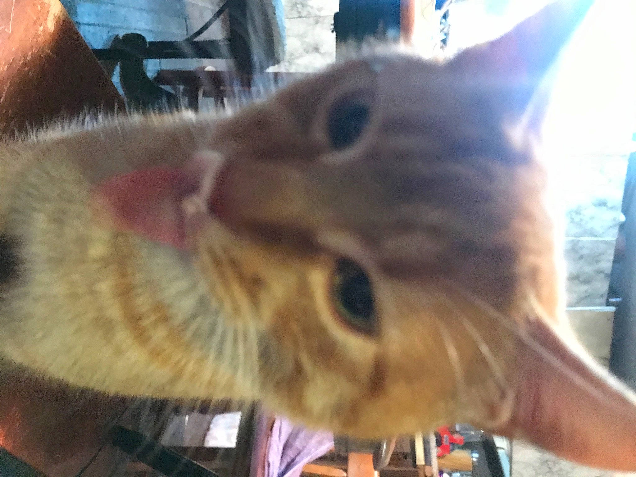 Cheese is registered to the contest to win money with this photo: carnivore, cat, claw, domestic_short_haired_cat, ear, fang, fawn, felidae, fur, gesture, paw, small_to_medium_sized_cats, snout, whiskers