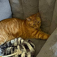 Oliver joined the competition — help win amazing prizes! cat, orange_cat, tabby_cat, pet, feline, couch, gray_couch, blanket, knitted_blanket, cozy, indoor, relaxed, stretching, fur, whiskers, paw, plush, comfort, resting, domestic_animal