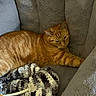 cat, orange_cat, tabby_cat, pet, feline, couch, gray_couch, blanket, knitted_blanket, cozy, indoor, relaxed, stretching, fur, whiskers, paw, plush, comfort, resting, domestic_animal