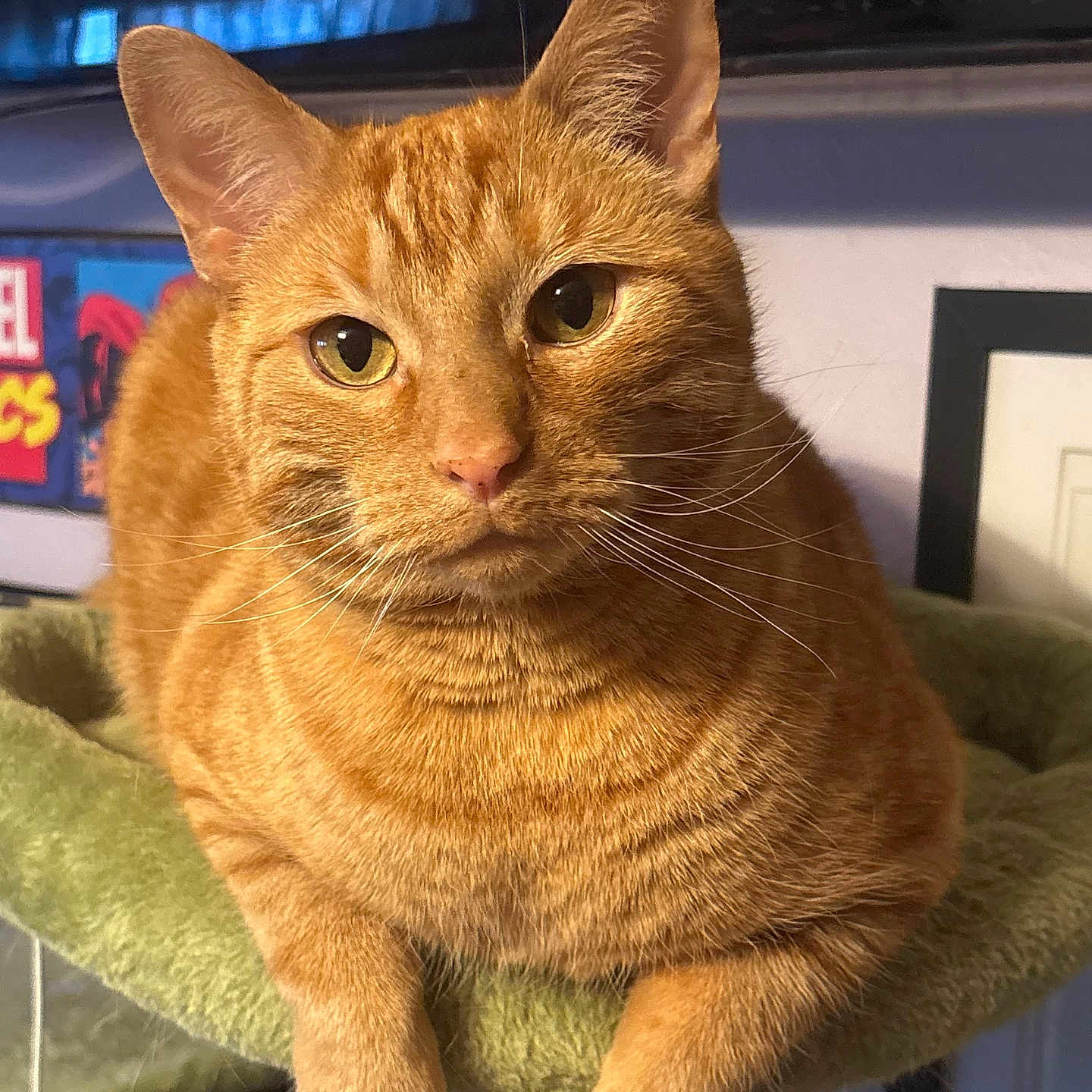 Oliver joined the competition — help win amazing prizes! cat, ginger_cat, feline, pet, indoor, perch, green_fabric, whiskers, ears, paws, portrait, close_up, animal, cute, relaxed, looking_at_camera, furry, tabby, domestic_cat, resting