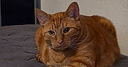 Oliver is registered to the contest to win money with this photo: cat, ginger_cat, feline, pet, indoor, couch, furniture, figurine, dog_figurine, relaxed, resting, orange_fur, whiskers, ears, animal, home, wall, shadow, texture, cozy