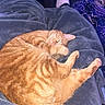 Oliver joined the competition — help win amazing prizes! cat, orange_tabby, sleeping, blanket, legs, white_sock, cat_tree, furniture, dresser, indoor, cozy, pet, resting, domestic, fur, paw, tail, relaxation, home, comfortable