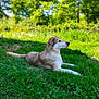 dog, grass, outdoor, nature, greenery, sunlight, animal, canine, relaxing, peaceful, summer, pet, mammal, laying_down, field, daytime, fur, side_view, quiet, serene