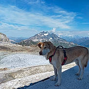 Newton participe au concours pour gagner de l'argent avec cette photo : dog, mountain, snow, harness, outdoor, sky, clouds, nature, landscape, animal, scenic, canine, adventure, daylight, rock, wilderness, travel, pet, blue_sky, snowy