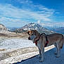 dog, mountain, snow, harness, outdoor, sky, clouds, nature, landscape, animal, scenic, canine, adventure, daylight, rock, wilderness, travel, pet, blue_sky, snowy