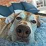 dog, close_up, nose, blanket, blue, white, pattern, indoor, couch, pillows, brick_wall, relaxed, pet, mammal, fur, canine, resting, home, cozy, living_room