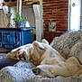 dog, lying_down, quilt, blue_stove, brick_wall, plant, cozy, indoors, relaxed, pet, furniture, couch, blanket, home, living_room, canine, resting, comfort, decor, wood