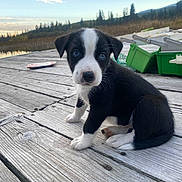 Kokanee joined the competition — help win amazing prizes! puppy, dog, black_and_white, blue_eyes, wooden_dock, lake, sunset, fishing_gear, outdoor, nature, water, trees, sky, mountains, animal, pet, cute, small, sitting, curious