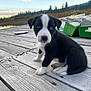 puppy, dog, black_and_white, blue_eyes, wooden_dock, lake, sunset, fishing_gear, outdoor, nature, water, trees, sky, mountains, animal, pet, cute, small, sitting, curious