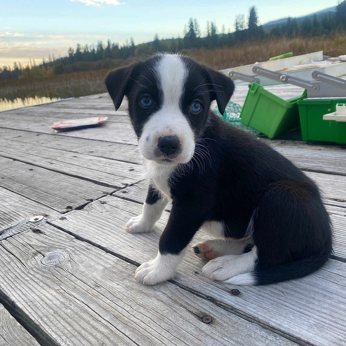 Kokanee joined the competition — help win amazing prizes! animal, black_and_white, blue_eyes, curious, cute, dog, fishing_gear, lake, mountains, nature, outdoor, pet, puppy, sitting, sky, small, sunset, trees, water, wooden_dock