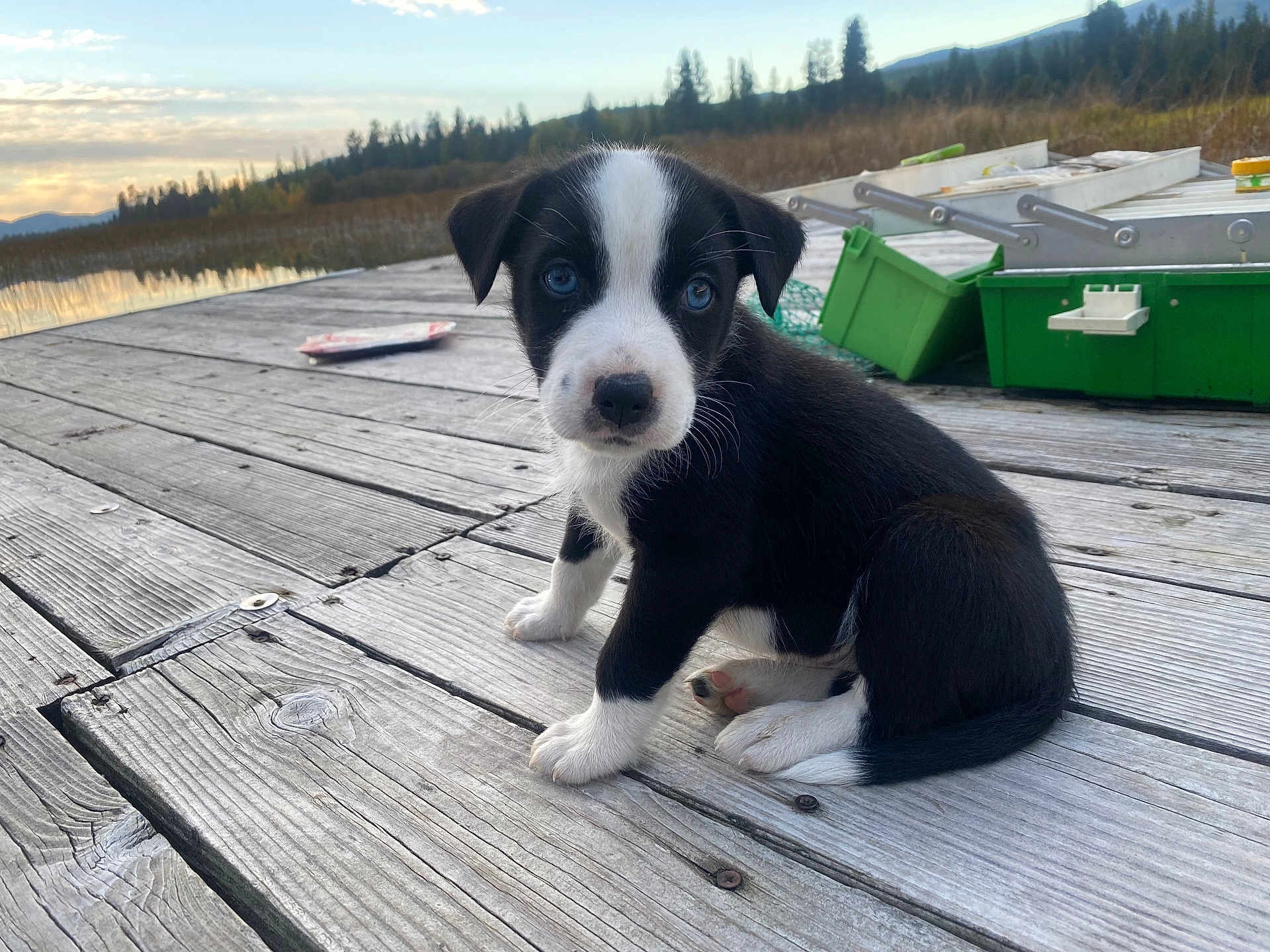 Kokanee joined the competition — help win amazing prizes! puppy, dog, black_and_white, blue_eyes, wooden_dock, lake, sunset, fishing_gear, outdoor, nature, water, trees, sky, mountains, animal, pet, cute, small, sitting, curious